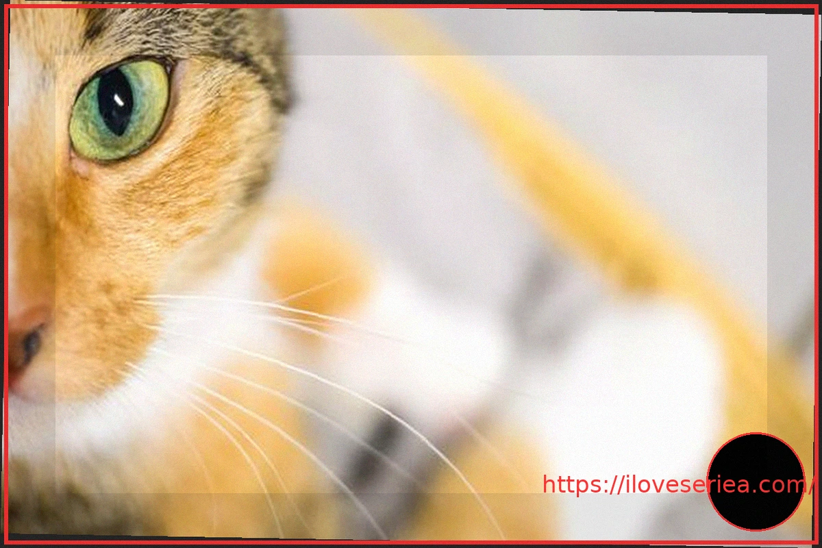 Preview Hoffnung auf Haustier: Katzenkauf im Internet – Frau fällt auf Betrüger herein